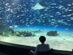  1boy aquarium backlighting blue_hair commentary_request coral_reef facing_away fish from_behind indoors maelo manta_ray meguriya_ayumu photo_background shirt short_hair toshi_densetsu_kaitai_center upper_body water wheelchair white_shirt 