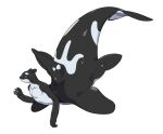 2025 5_fingers ambiguous_gender anthro black_body black_skin cetacean countershade_torso countershading digital_media_(artwork) dolphin dorsal_fin fin fingers hi_res looking_at_viewer mammal marine nulia oceanic_dolphin orca red_eyes side_view simple_background smile solo tail toothed_whale white_background