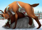  animal_genitalia animal_penis animal_vulva anus blush butt canid canine canine_genitalia canine_vulva deer duo erection female feral feral_on_bottom feral_on_top feral_penetrating fur genitals hi_res interspecies koba male male/female male_penetrating mammal nipples penetration penile penile_penetration penis predator/prey sex sheppermint tail 