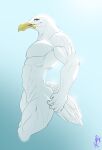 2026 5_fingers absurd_res anthro avian beak biped bird feathers fingers ghstaquila gull hi_res humanoid_hands lari larid male muscular muscular_anthro muscular_male muscular_thighs nude_anthro nude_male signature solo white_body white_feathers yellow_beak