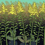  check_flower field flower flower_request goldenrod looking_at_viewer no_humans oddish outdoors pokemon pokemon_(creature) saboteri_(savot) yellow_eyes yellow_flower 