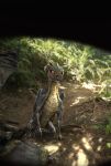  absurd_res detailed_background dragon duo female feral first_person_view forest hi_res looking_at_viewer plant s-ta-s tree yellow_eyes young 