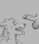  anthro bodily_fluids canid canine canis cum cum_drip cum_on_face cum_on_penis dripping genital_fluids genitals hi_res male male/male mammal matt_(nadizguy) musk musk_clouds musky_balls musky_cock nadizguy penis solo teeth tongue tongue_out wolf 