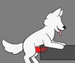  animated canid canine catboyjail feral fur knot knotting male mammal penetrable_sex_toy sex_toy solo solo_focus white_body white_fur 