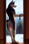  2022 animal_genitalia animal_penis anthro anus balls butt canid canine canine_genitalia canine_penis canis detailed_background digital_media_(artwork) domestic_dog door erection fur genitals glass_door hi_res husky looking_at_viewer male mammal nordic_sled_dog nude outside penile penis plant pose rear_view siberian_husky sky smile snow solo spitz sylo tail tree 
