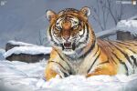  animal animal_focus artist_logo day fangs highres no_humans original outdoors snow tiger winter yucong_tang 