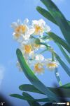  artist_logo blue_sky day flower flower_focus highres nature no_humans original outdoors plant sky yucong_tang 