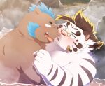 2023 anthro band-aid bandage blue_eyes blush brown_body duo felid gouryou hi_res humanoid_hands kemono licho_(tas) lifewonders male male/male mammal overweight overweight_male pantherine penta002 steam suid suina sus_(pig) tiger tokyo_afterschool_summoners water white_body wild_boar 