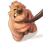  1:1 angry anthro b_bear_(deadstraybear) bared_teeth bear beauty_mark brown_body clothed clothing collar dead_stray_bear facial_hair first_person_view genitals hi_res high-angle_view leash leash_pull looking_up_at_viewer male mammal mostly_nude partially_clothed penis presenting presenting_penis slightly_chubby snarling solo underwear underwear_down 