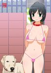  1girl animal bikini black_hair blush breasts cameltoe collar dog machino_henmaru micro_bikini navel shiny short_hair smile swimsuit 