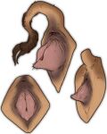 anus butt domestic_pig female feral genitals hi_res kuruk_(character) mammal porcine_pussy porcine_tail pussy raised_tail rear_view solo stygimoloch_(artist) suid suina sus_(pig) tail 