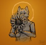  anthro canid canine canis clothing colored colored_sketch digital_drawing_(artwork) digital_media_(artwork) flower half_body halo hi_res holding_flower holding_object looking_at_viewer male mammal orange_background plant serious serious_face shirt simple_background sinser sinser_(character) sketch solo sunflower topwear wolf 