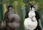  anthro belly big_belly black_hair black_nose blep blue_hair blurred_background canid cheek_tuft duo ears_back eyes_closed facial_spots facial_tuft front_view fur grey_body grey_fur hair hand_on_stomach hi_res huge_belly inner_ear_fluff male mammal mouth_closed navel nude pivoted_ears red_tongue roobin signature standing tongue tongue_out tuft whiskers white_inner_ear_fluff 