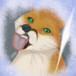  1:1 absurd_res bundadingy bundy canid canine canis derp_eyes dingo feral fox hi_res humor icon licking male mammal meme silly solo thehuntingwolf tongue tongue_out 