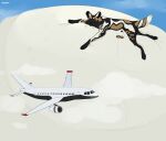  african_wild_dog aircraft airplane ambiguous_gender artist_name belly big_belly black_body black_fur black_nose blue_sky brown_body brown_fur canid canine cheek_tuft facial_tuft feral fur green_eyes hi_res huge_belly hyper hyper_belly inner_ear_fluff mammal markings mouth_closed roobin side_view simple_background sky solo striped_markings striped_tail stripes tail tail_markings tuft white_body white_fur white_inner_ear_fluff 