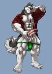  anthro balls canid canine canis clothing domestic_dog extracurricular_activities fur genitals husky male mammal markwulfgar muscular muscular_anthro muscular_male nipples nordic_sled_dog penis solo spencer_(extracurricular_activities) spitz underwear 