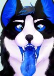  ambiguous_gender anthro black_body black_ears black_fur black_nose blue_eyes blue_hair blue_inner_ear blue_inner_ear_fluff blue_tongue bodily_fluids canid cheek_tuft eyebrows facial_tuft fangs front_view fur glistening glistening_eyes grey_hair hair hi_res inner_ear_fluff mammal mouth_shot multicolored_hair neck_tuft open_mouth roobin saliva saliva_on_tongue short_hair simple_background solo teeth tongue tuft two_tone_hair white_body white_eyebrows white_fur 