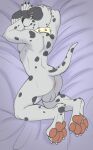  absurd_res anthro balls butt canid canine canis chance_(furrywolfnate) collar dalmatian domestic_dog genitals hi_res male mammal nude paws presenting slushee. solo tail 