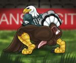  accipitrid accipitriform anthro anus avian bald_eagle balls beak bird butt eagle football_field football_insertion football_uniform genitals hi_res looking_at_viewer looking_back male object_in_ass penis raised_tail sea_eagle solo swoop_(philadelphia_eagles) syndhart tail 