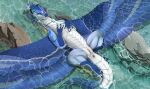  anus belly_scales blue_body blue_scales claws dragon female feral genitals hi_res ishiru jewelry looking_at_viewer lying lying_in_water necklace on_back partially_submerged pussy scales scalie shallow_water solo white_body white_scales wings 