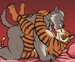  age_difference anal anthro bed boomer_(nanoff) canid canine canis duo felid furniture hi_res holidays kissing legs_up lying male male/male mammal miles_(nanoff) musclegut muscular muscular_male nanoff on_back pantherine side_view tiger tongue valentine&#039;s_day wolf 