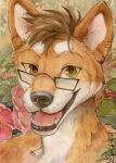  2023 absurd_res akatan_art anthro brown_eyes brown_hair bust_portrait canid dated eyewear floral_background front_view fur glasses glistening glistening_eyes hair hi_res looking_at_viewer male mammal open_mouth open_smile orange_body orange_fur portrait rectangular_glasses red_tongue signature smile solo tongue traditional_media_(artwork) white_body white_fur 