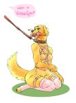  anthro bird_dog bodily_fluids breasts canid canine canis clothing collar dog_toy domestic_dog female golden_retriever goldie_(saradrawsart) good_girl harness hi_res hunting_dog leash leash_pull legwear mammal petplay praise_kink retriever roleplay saliva saradrawsart small_breasts solo submissive submissive_female thigh_highs 