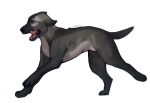  canid canine dietolog dog_tags female feral hi_res mammal paws running solo tongue 