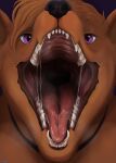  ambiguous_gender anthro artist_name black_nose bodily_fluids brown_body brown_fur brown_hair bust_portrait canid fangs front_view fur glistening glistening_eyes hair hi_res looking_at_viewer mammal mouth_shot open_mouth portrait purple_background purple_eyes red_tongue roobin saliva saliva_on_tongue saliva_string simple_background solo teeth tongue 