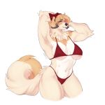  1:1 anthro bikini breasts canid canine canis clothed clothing corged countershade_fur countershade_torso countershading domestic_dog extremedash female floppy_ears fur hi_res mammal muscular muscular_anthro muscular_female rebel_(extremedash) solo swimwear tail 