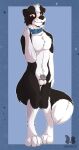  anthro balls black_body black_fur blue_collar blush border_collie brown_eyes canid canine canis chastity_cage chastity_device collar collie domestic_dog fur genitals herding_dog hi_res looking_at_viewer male mammal moka_collie nude pastoral_dog rex_collie sheepdog shy solo white_body white_fur 