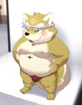  2023 anthro asian_clothing belly blush bulge canid canine canis clothing domestic_dog east_asian_clothing fundoshi hi_res hisashiyo_0705 japanese_clothing kemono lifewonders live_a_hero male mammal moobs nipples overweight overweight_male procy red_clothing red_fundoshi red_underwear solo underwear 