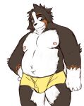  2023 anthro belly bernese_mountain_dog black_body blush brown_body bulge canid canine canis clothing domestic_dog humanoid_hands inuryu kemono male mammal molosser moobs mountain_dog navel nipples overweight overweight_male solo swiss_mountain_dog underwear white_body 