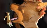  3d_(artwork) absurd_res ambiguous_gender anthro anthro_on_anthro body_lick canid canine canis digital_media_(artwork) dobermann dobermann_(untied_verbeger) domestic_dog duo extreme_size_difference fellatio female genitals hi_res licking long_tongue looking_pleasured male male/female mammal micro mouth_shot open_mouth oral oversized_fellatio oversized_oral penile penis penis_lick pinscher seductive sex size_difference tongue tongue_out wolf 