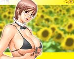  action_pizazz bikini_top bow bowtie breasts brown_hair flower front-tie_top glasses large_breasts saigadou short_hair solo sunflower undersized_clothes wallpaper 