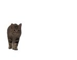  animated brabobrabo domestic_cat felid feline felis low_res male mammal solo 