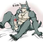  5_fingers alex168wang anthro balls beastars bodily_fluids canid canine canis chinese_text claws countershade_face countershade_fur countershade_torso countershading cum erection eye_scar facial_scar fingers fur genital_fluids genitals glans grey_body grey_fur humanoid_genitalia humanoid_penis inner_ear_fluff legoshi_(beastars) male mammal muscular muscular_anthro muscular_male penis scar solo tail text translation_request tuft vein veiny_penis wolf 