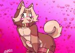  2023 anthro artist_name belt blush brown_body brown_fur brown_hair canid canine canis collar countershade_torso countershading curled_tail digital_drawing_(artwork) digital_media_(artwork) domestic_dog emi_05 erection fur genitals hair hears hi_res humanoid_genitalia humanoid_penis kasi_7w7 looking_at_viewer male mammal nude penis shiba_inu solo spitz standing tongue tongue_out 