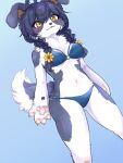  2023 3:4 4_fingers accessory ahoge anthro bikini black_hair border_collie braided_pigtails breasts canid canine canis claws clothed clothing collie cotorita digital_media_(artwork) domestic_dog female female_anthro finger_claws fingers floppy_ears flower flower_in_hair fluffy fluffy_tail fur grey_body grey_fur hair hair_accessory herding_dog hi_res kemono koto0v0haru looking_at_viewer mammal multicolored_body multicolored_fur navel pastoral_dog pawpads paws plant portrait sheepdog solo standing swimwear tail three-quarter_portrait white_body white_fur yellow_eyes 