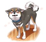  ayaka black_body black_fur blush bodily_fluids brown_highlights canid canine canis collar countershading crying domestic_dog fangs feral floor fur highlights_(coloring) looking_at_viewer looking_up mammal puppy_eyes shiba_inu simple_background spitz tail tail_motion tailwag tears teeth white_background 