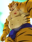  2023 anthro blush bodily_fluids bulge clothing felid hi_res humanoid_hands kemono male mammal moobs musclegut musk nipples overweight overweight_male pantherine raichoclub solo sweat tiger underwear 