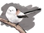  animal_focus bird branch commentary full_body grey_background highres kagoya1219 long-tailed_tit looking_at_viewer no_humans original realistic sitting solo tit_(bird) white_bird 