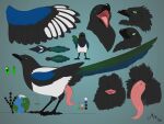  2020 4:3 4_toes animal_genitalia anisodactyl avian bird black_body black_feathers cloaca corvid digital_media_(artwork) erection feathers feet feral genitals giga green_eyes hi_res macro mag_(magpi) magpi magpie_(corvid) male model_sheet open_mouth oscine passerine penis pink_penis planet_earth solo tapering_penis toes 