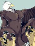  2023 4_toes accipitrid accipitriform anthro avian bald_eagle beak big_breasts biped bird black_talons breasts brown_body brown_breasts brown_feathers brown_tail brown_wings digital_drawing_(artwork) digital_media_(artwork) eagle feathered_wings feathers featureless_breasts feet female green_eyes green_pupils hi_res kemono light_head monotone_breasts monotone_feet monotone_head monotone_wings multicolored_body multicolored_eyes multicolored_feathers navel nekomata_ftnr non-mammal_breasts non-mammal_navel nude open_mouth orange_beak orange_tongue pupils sea_eagle solo tail talons toes tongue two_tone_beak two_tone_body two_tone_eyes two_tone_feathers two_tone_tail white_body white_feathers white_head white_tail wings yellow_beak yellow_eyes yellow_feet 