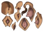  anatomically_correct animal_genitalia anus bear domestic_pig female feral genitals mammal pussy solo stygimoloch_(artist) suid suina sus_(pig) 