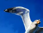  aerial_(aerial_30) beak beak_hold bird bird_wings blue_sky highres mouth_hold no_humans original painting_(medium) seagull shadow sky sunlight traditional_media wings 