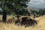  ambiguous_gender equid equine feral field fihell forest grave grieving hi_res horse lying mammal mountain on_front on_ground plant red_dead_(series) rockstar_games sad tree wild_west 