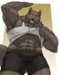  abs absurd_res anthro biped black_nose bottomwear brown_body brown_fur canid canine canis cinna-tree clothed clothing clothing_lift fur hi_res male mammal muscular muscular_anthro muscular_male nipple_outline shirt shirt_lift solo topwear wolf 