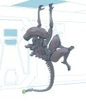  alien alien_(franchise) ball genitals gromdrawing hanging_from_ceiling hi_res male penis solo tennis_ball xenomorph 