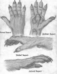  4_fingers anatomy anthro canid canine canis claws diagram domestic_dog english_text fingers graphite_(artwork) high-angle_view mammal model_sheet paws russell_tuller side_view sketch text traditional_media_(artwork) view_from_below were werecanid werecanine werewolf wolf 